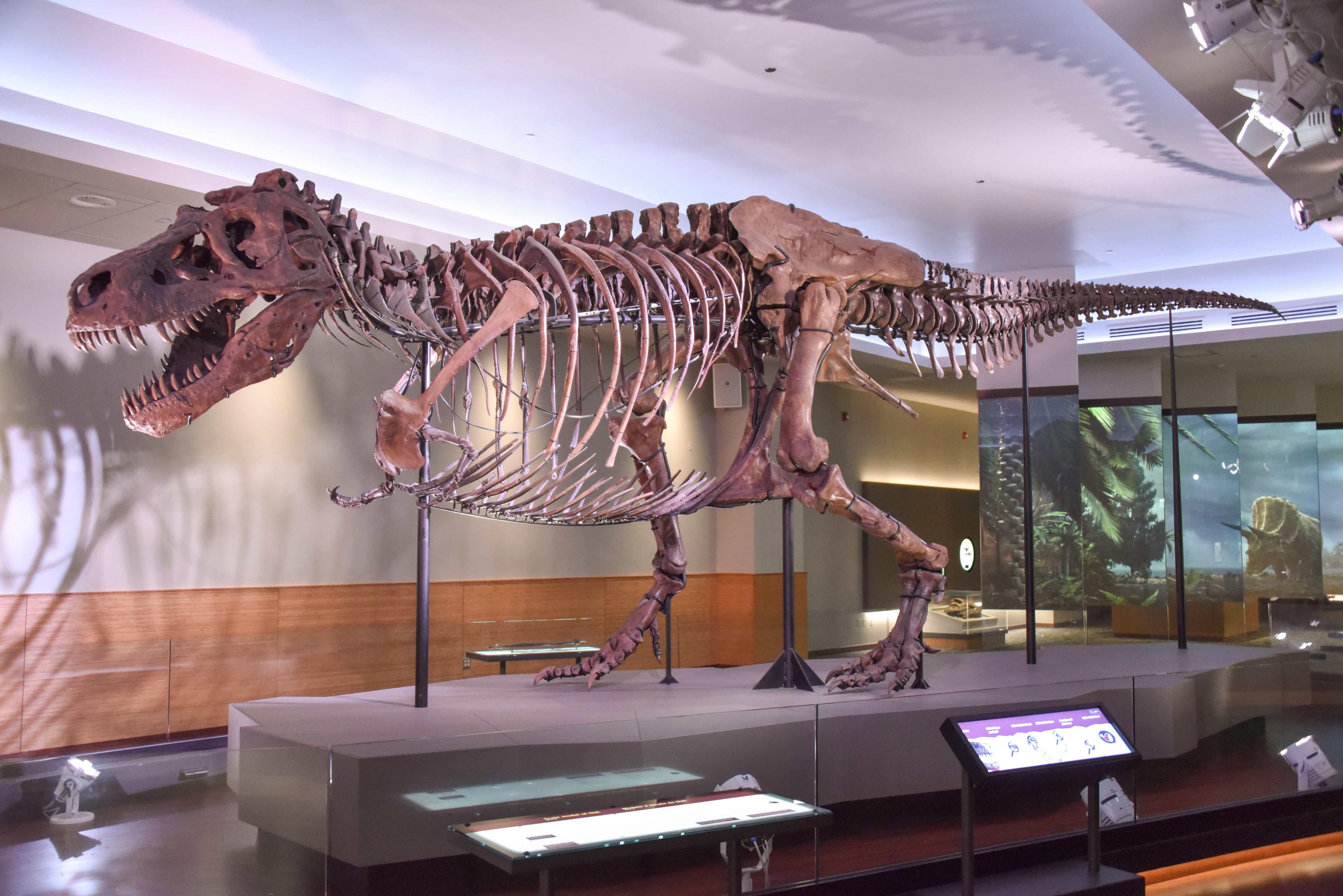 Sue the Tyrannosaurus rex