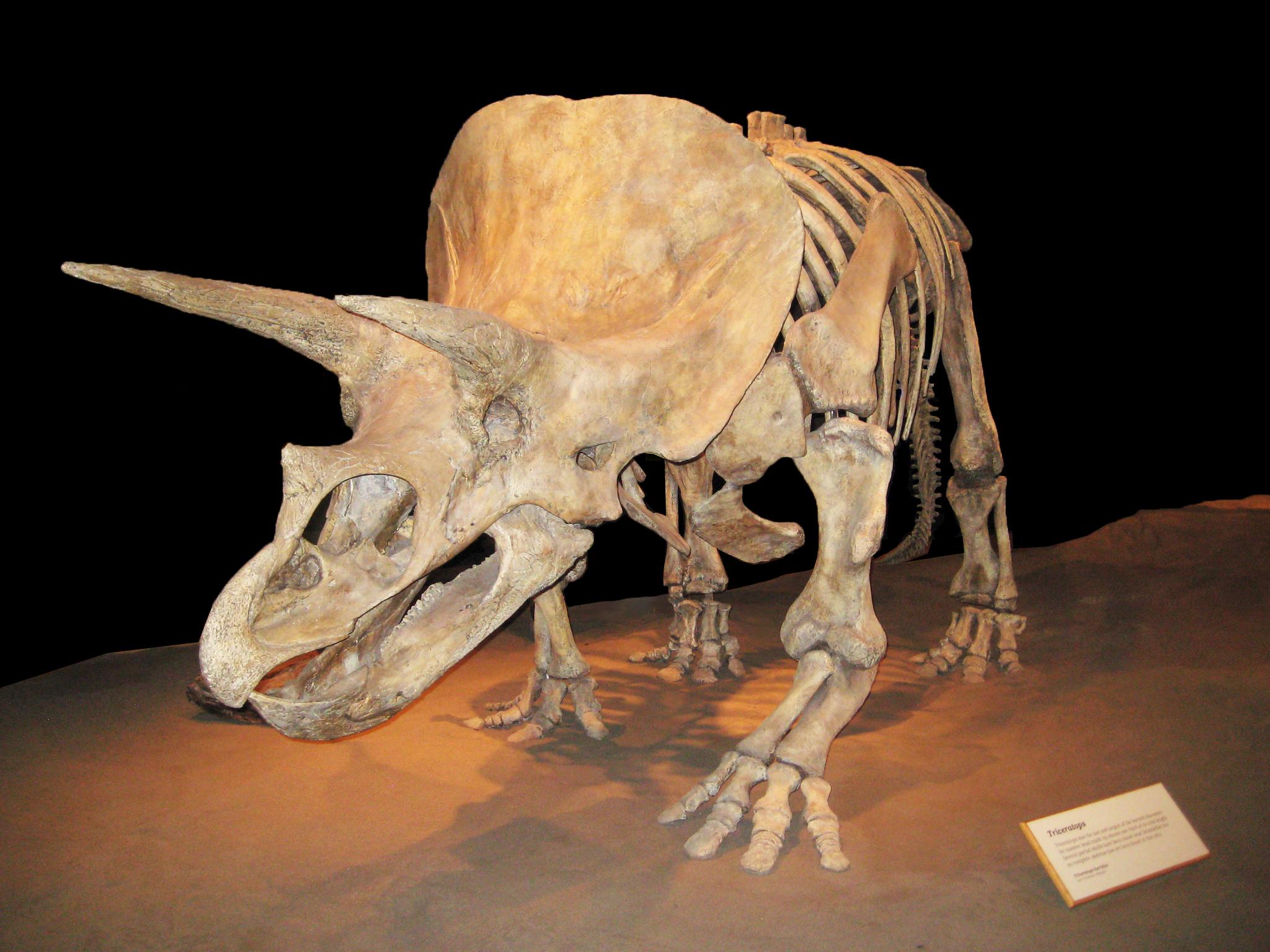 Reference specimen photo relevant to Hell Creek