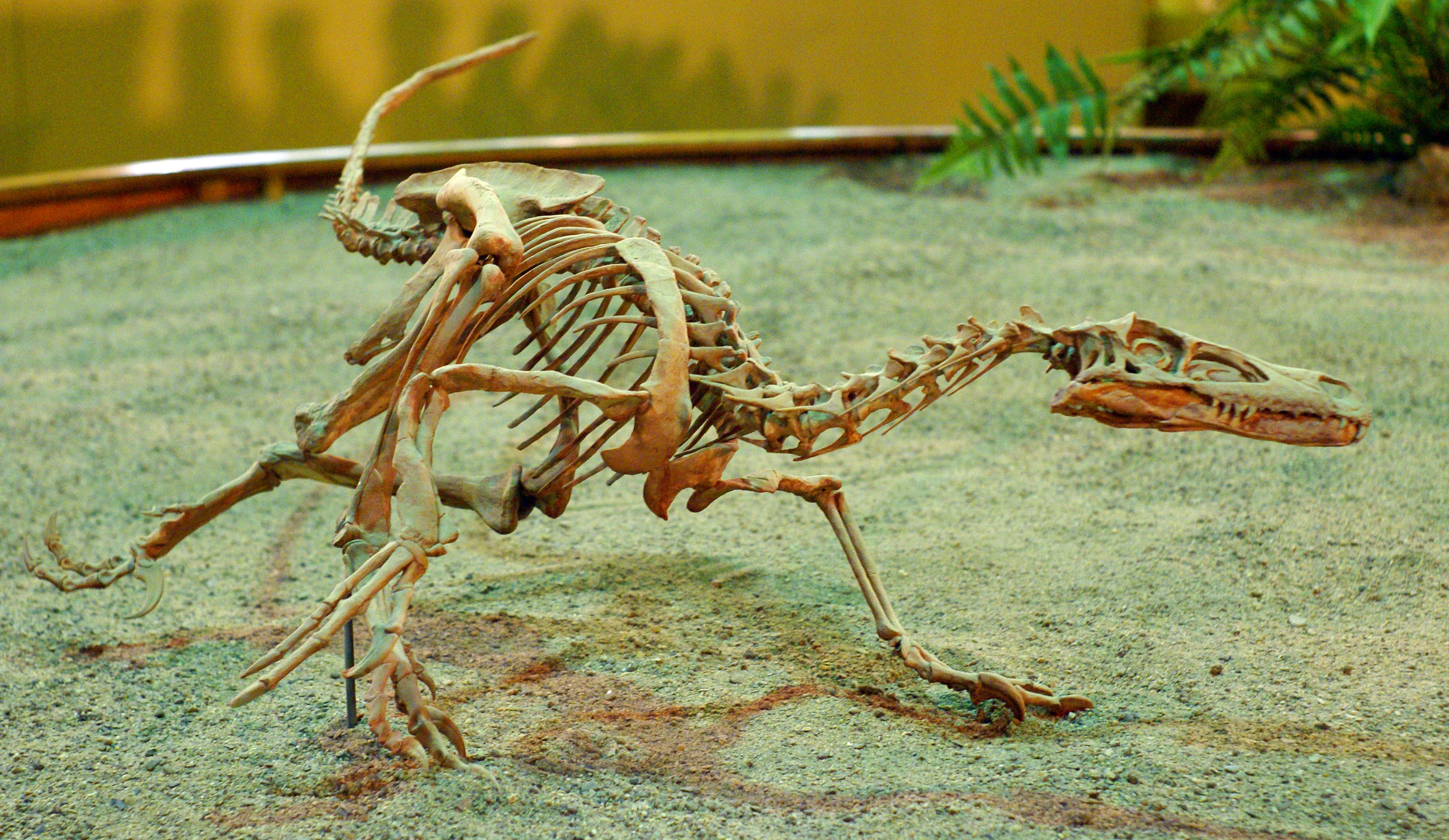 Reference specimen photo relevant to Gobi Desert