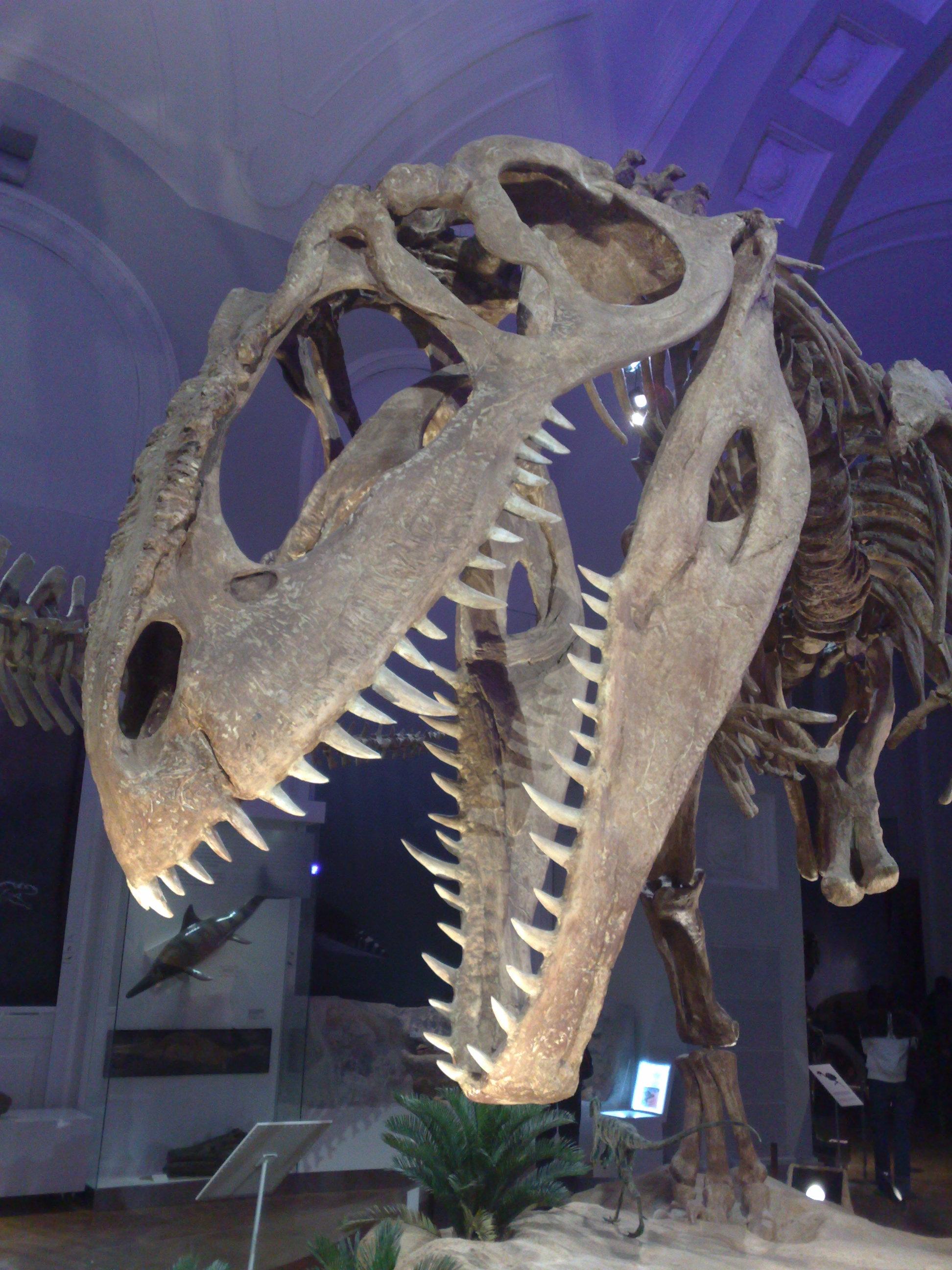 Reference specimen photo relevant to Patagonia
