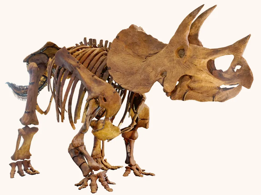 Marginocephalia skeletal mount