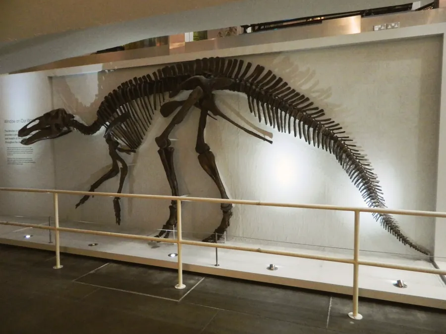 Ornithopoda skeletal mount