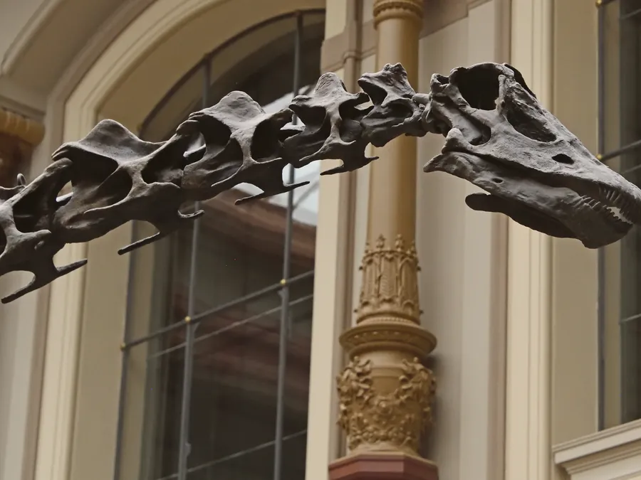 Sauropodomorpha skeletal mount