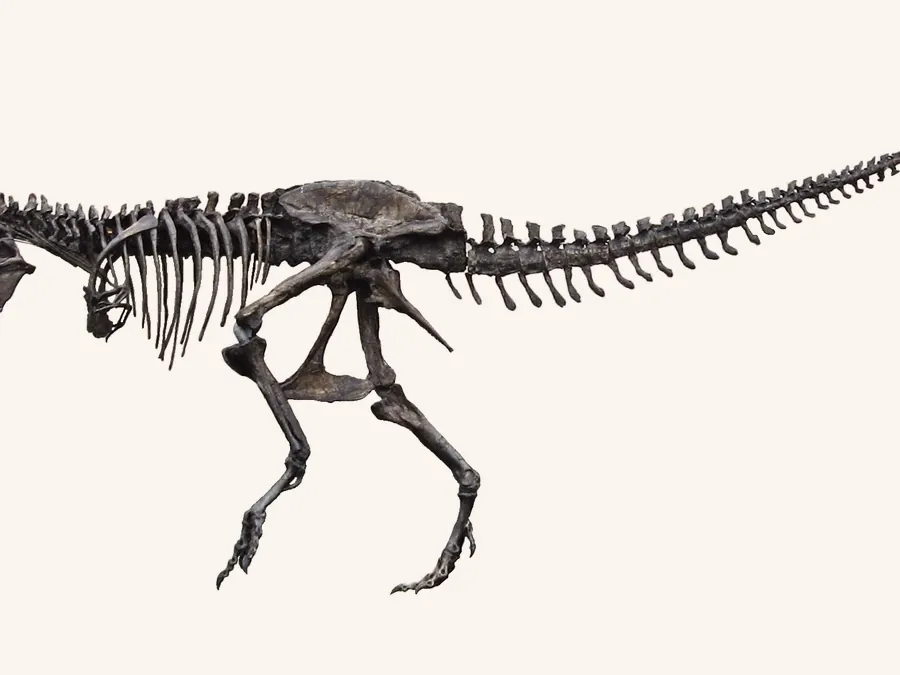 Theropoda skeletal mount